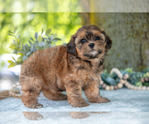 Medium Photo #18 Poodle (Miniature)-ShihPoo Mix Puppy For Sale in SHILOH, OH, USA