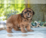 Small Photo #18 Poodle (Miniature)-ShihPoo Mix Puppy For Sale in SHILOH, OH, USA