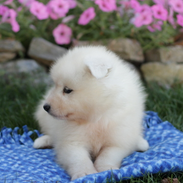 Medium Photo #3 Samoyed Puppy For Sale in GAP, PA, USA