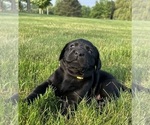 Small Photo #36 Labrador Retriever Puppy For Sale in FREDERICKSBG, OH, USA