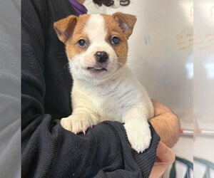 Jack Russell Terrier-Unknown Mix Dogs for adoption in Bolivar, MO, USA