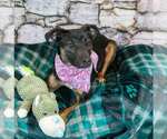 Small #2 Jack Russell Terrier Mix