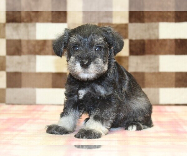 Medium Photo #1 Schnauzer (Miniature) Puppy For Sale in DENVER, PA, USA