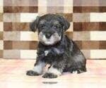 Image preview for Ad Listing. Nickname: Tucker