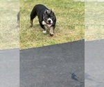 Small #1 American Bully