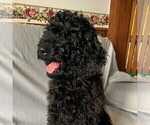 Small #1 Goldendoodle-Poodle (Miniature) Mix