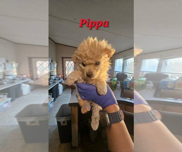 Medium Photo #1 Mutt Puppy For Sale in New York, NY, USA