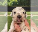 Small Photo #3 Great Dane Puppy For Sale in SELLERSBURG, IN, USA