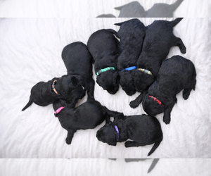 Goldendoodle Litter for sale in NEWPORT, NC, USA