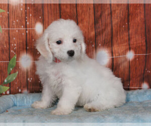 Bichon Frise Puppy for sale in PENNS CREEK, PA, USA