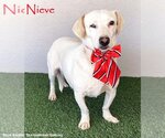 Small Photo #1 Dachshund-Labrador Retriever Mix Puppy For Sale in San Diego, CA, USA