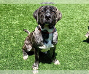 Mastiff-Unknown Mix Dogs for adoption in Moreno Valley, CA, USA