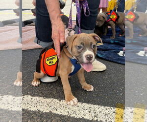 American Staffordshire Terrier Dogs for adoption in Lawrenceville, NJ, USA