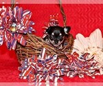 Small Photo #92 Chihuahua Puppy For Sale in CHARLESTON, AR, USA
