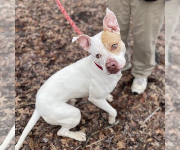 Medium Photo #10 American Bulldog-Unknown Mix Puppy For Sale in Canton, CT, USA