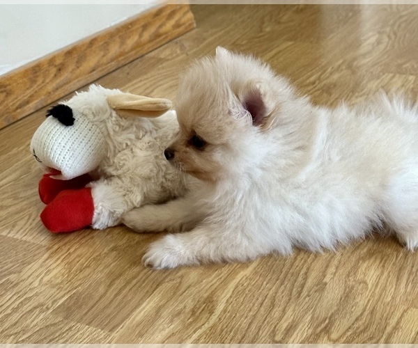 Medium Photo #3 Pomeranian Puppy For Sale in SILEX, MO, USA