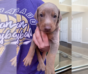 Doberman Pinscher Puppy for sale in CO SPGS, CO, USA