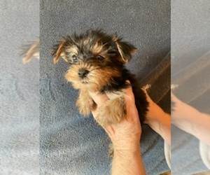 Yorkshire Terrier Puppy for sale in AMSTERDAM, MO, USA