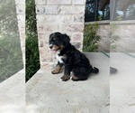 Puppy Garruk Bernedoodle