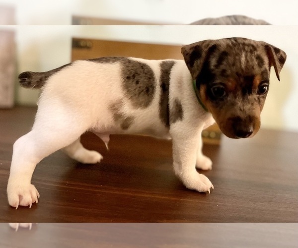 Medium Photo #14 Jack Russell Terrier Puppy For Sale in FORT PIERCE, FL, USA