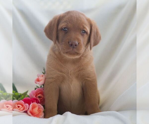 Medium Photo #5 Labrador Retriever Puppy For Sale in GREEN PARK, PA, USA