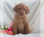 Small #4 Labrador Retriever