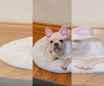 Small Photo #16 French Bulldog Puppy For Sale in LEES SUMMIT, MO, USA