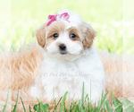 Small #4 Maltipoo (Toy)