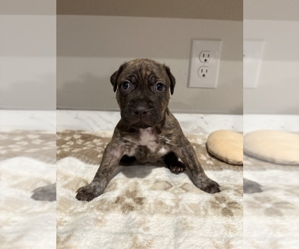 Medium Photo #6 American Pit Bull Terrier-Labrador Retriever Mix Puppy For Sale in HAINES CITY, FL, USA