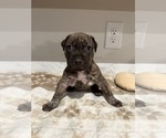 Puppy Fiona American Pit Bull Terrier-Labrador Retriever Mix