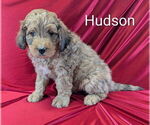 Puppy Hudson Bernedoodle