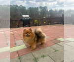 Small Photo #1 Pomeranian Puppy For Sale in GLEN BURNIE, MD, USA