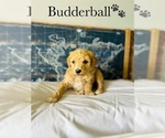 Small Photo #19 Poodle (Standard) Puppy For Sale in MURFREESBORO, TN, USA