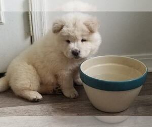 Chow Chow Puppy for sale in GLASSELL, CA, USA