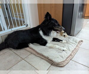 Border Collie-Collie Mix Dogs for adoption in Lewistown, PA, USA