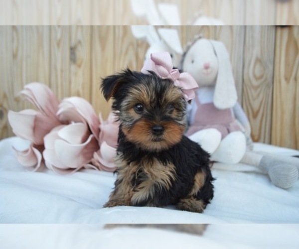 Medium Photo #4 Australian Yorkshire Terrier Puppy For Sale in HONEY BROOK, PA, USA