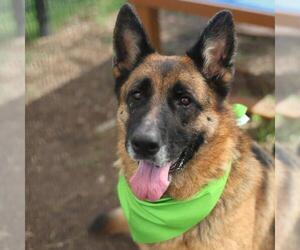 German Shepherd Dog-Unknown Mix Dogs for adoption in San Antonio, TX, USA
