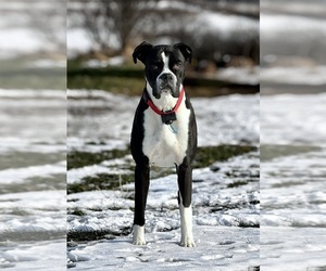 Father of the Boxer puppies born on 07/12/2026