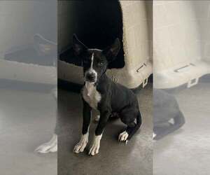 Mutt Dogs for adoption in Pryor, OK, USA