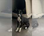 Small Mutt
