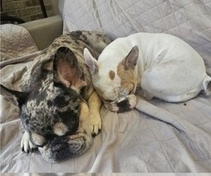Father of the French Bulldog puppies born on 06/25/2025