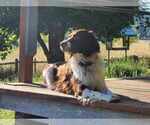 Small Photo #10 Brittany Puppy For Sale in WESTFIR, OR, USA