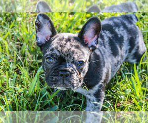 French Bulldog Puppy for sale in VILLAGE OF WELLINGTON, FL, USA