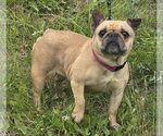 Small French Bulldog
