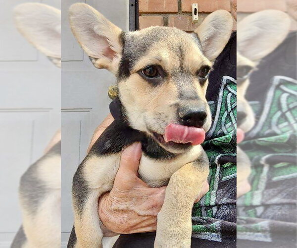 Medium Photo #8 French Bullhuahua Puppy For Sale in Mesa, AZ, USA
