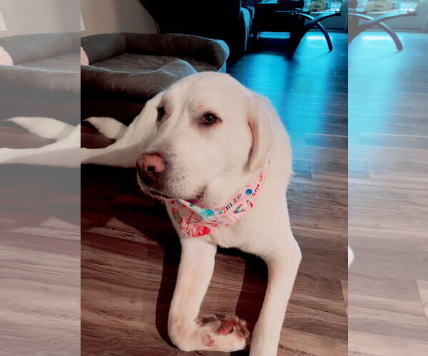 Medium Photo #1 Labrenees Puppy For Sale in Miami, FL, USA