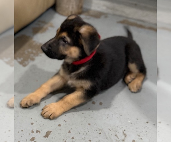 Medium Photo #36 German Shepherd Dog Puppy For Sale in BRIGHTON, CO, USA