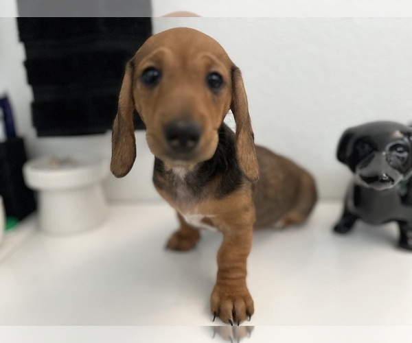 Medium Photo #2 Dachshund Puppy For Sale in LAS VEGAS, NV, USA