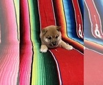 Small Photo #4 Shiba Inu Puppy For Sale in GARDEN GROVE, CA, USA