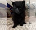 Puppy 3 Pomeranian
